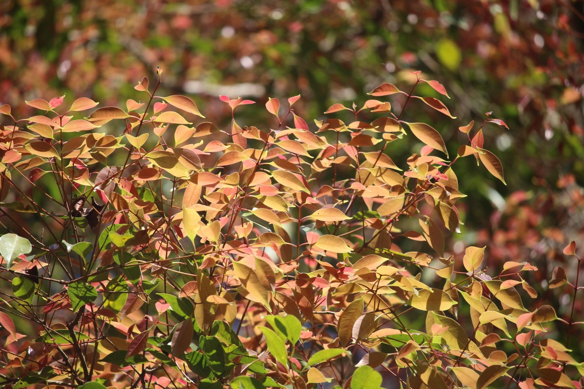 Syzygium hemisphericum (Wight) Alston